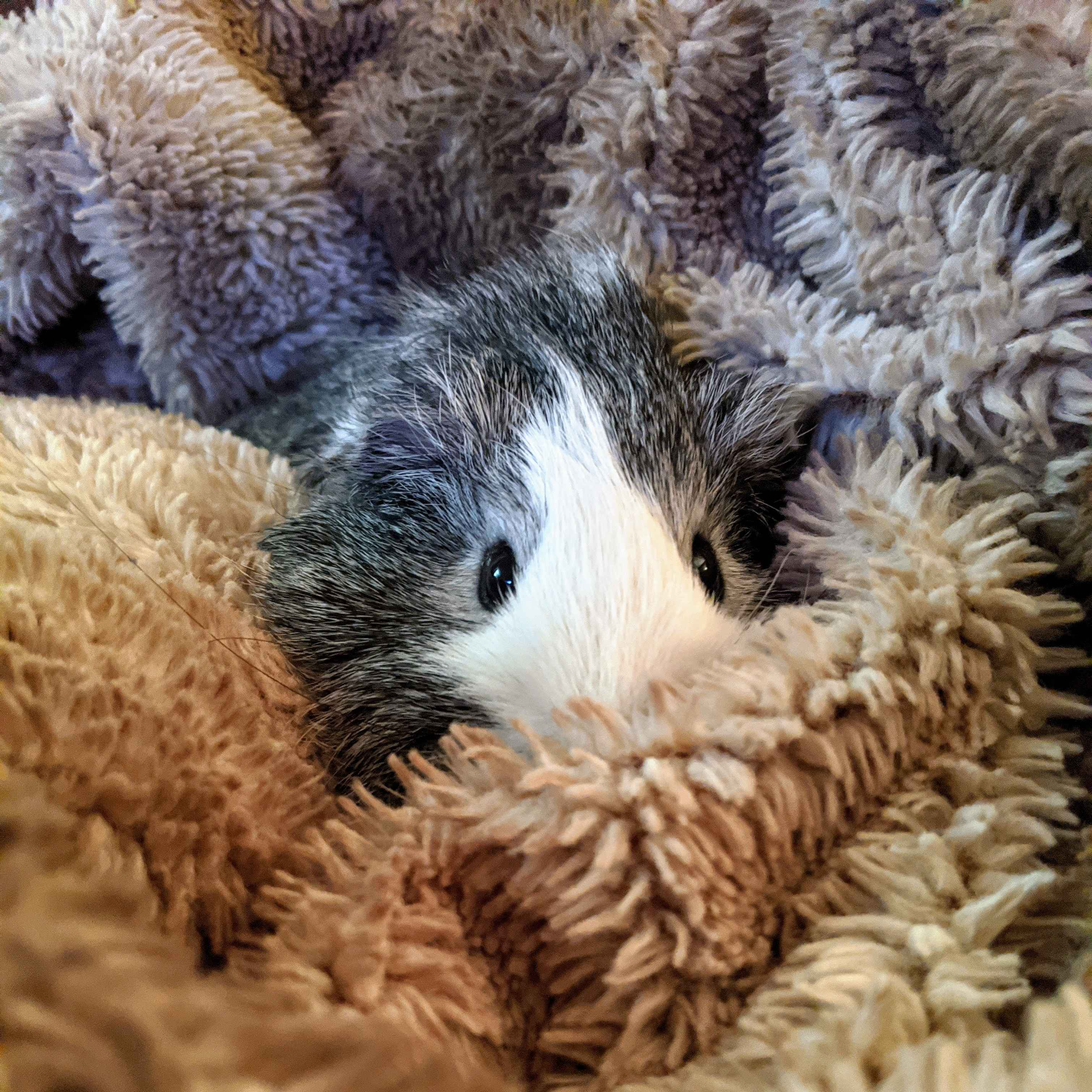 Guinea Pig Care